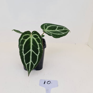 #10 Anthurium Crystallinum Hybrid