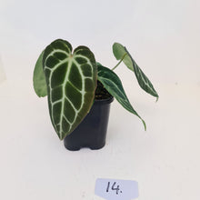 Load image into Gallery viewer, #14 Anthurium Crystallinum Hybrid - 2 x heads