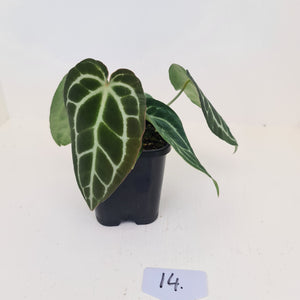 #14 Anthurium Crystallinum Hybrid - 2 x heads