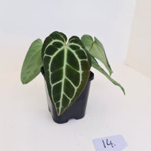Load image into Gallery viewer, #14 Anthurium Crystallinum Hybrid - 2 x heads
