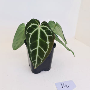 #14 Anthurium Crystallinum Hybrid - 2 x heads