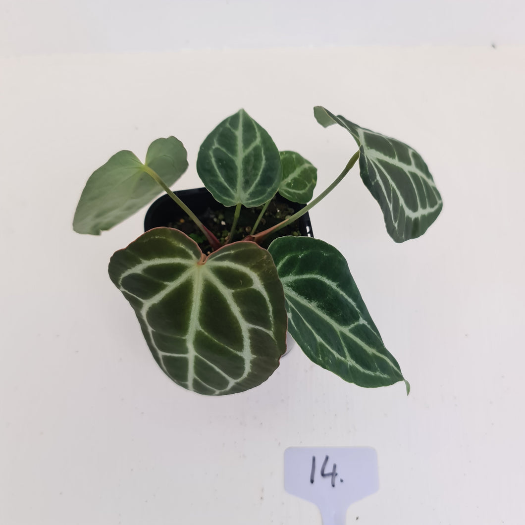 #14 Anthurium Crystallinum Hybrid - 2 x heads