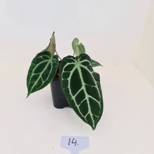 Load image into Gallery viewer, #14 Anthurium Crystallinum Hybrid - 2 x heads