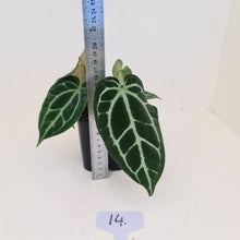 Load image into Gallery viewer, #14 Anthurium Crystallinum Hybrid - 2 x heads
