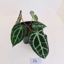 Load image into Gallery viewer, #14 Anthurium Crystallinum Hybrid - 2 x heads