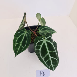 #14 Anthurium Crystallinum Hybrid - 2 x heads