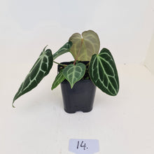 Load image into Gallery viewer, #14 Anthurium Crystallinum Hybrid - 2 x heads