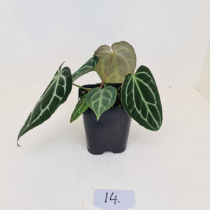 #14 Anthurium Crystallinum Hybrid - 2 x heads