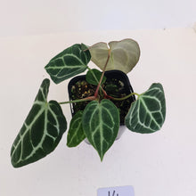 Load image into Gallery viewer, #14 Anthurium Crystallinum Hybrid - 2 x heads