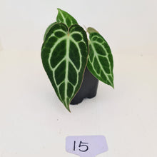 Load image into Gallery viewer, #15 Anthurium Crystallinum Hybrid - 2 x heads