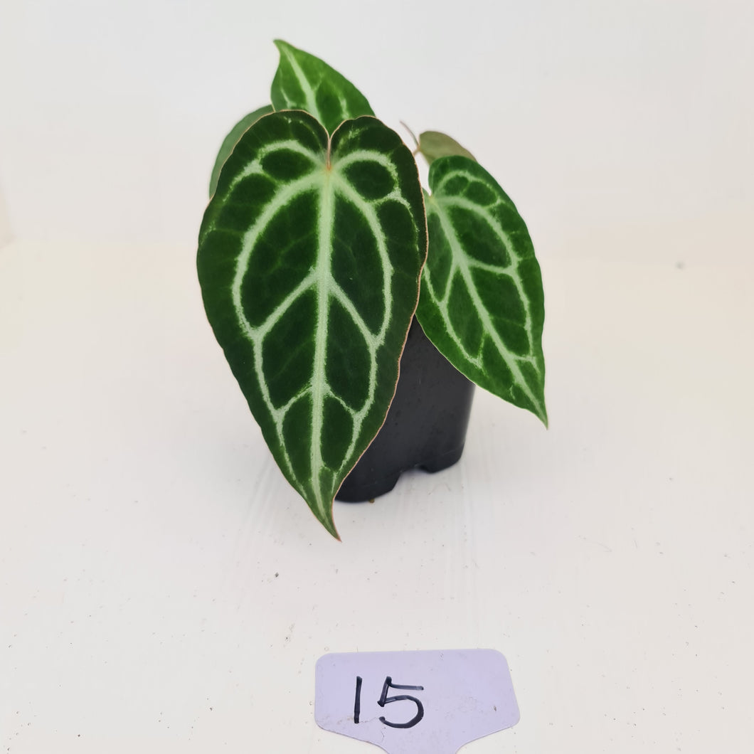#15 Anthurium Crystallinum Hybrid - 2 x heads