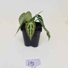 Load image into Gallery viewer, #15 Anthurium Crystallinum Hybrid - 2 x heads