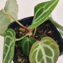 Load image into Gallery viewer, #15 Anthurium Crystallinum Hybrid - 2 x heads