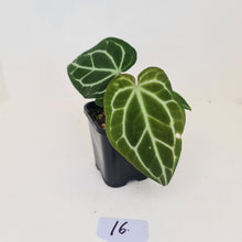 Load image into Gallery viewer, #16 Anthurium Crystallinum Hybrid