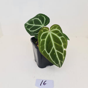#16 Anthurium Crystallinum Hybrid