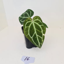 Load image into Gallery viewer, #16 Anthurium Crystallinum Hybrid