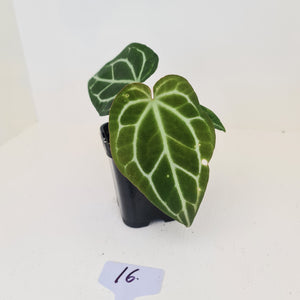 #16 Anthurium Crystallinum Hybrid