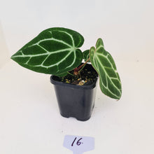 Load image into Gallery viewer, #16 Anthurium Crystallinum Hybrid