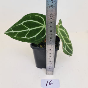 #16 Anthurium Crystallinum Hybrid