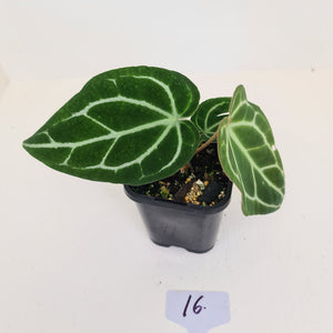 #16 Anthurium Crystallinum Hybrid