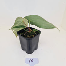 Load image into Gallery viewer, #16 Anthurium Crystallinum Hybrid