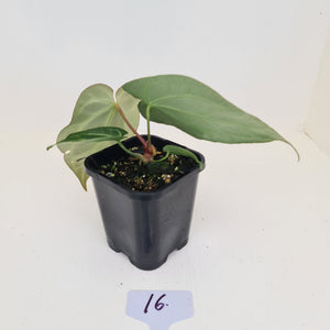 #16 Anthurium Crystallinum Hybrid