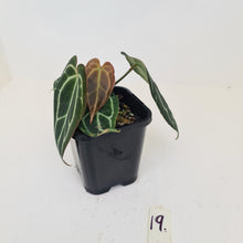 Load image into Gallery viewer, #19 Anthurium Crystallinum Hybrid - 3 heads