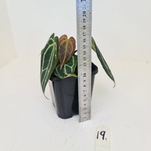 Load image into Gallery viewer, #19 Anthurium Crystallinum Hybrid - 3 heads