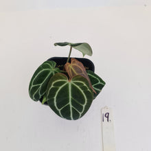Load image into Gallery viewer, #19 Anthurium Crystallinum Hybrid - 3 heads