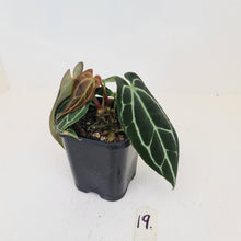 Load image into Gallery viewer, #19 Anthurium Crystallinum Hybrid - 3 heads