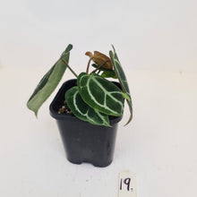 Load image into Gallery viewer, #19 Anthurium Crystallinum Hybrid - 3 heads