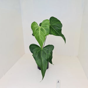 #1 Anthurium Macrolobium x