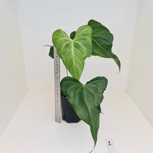 #1 Anthurium Macrolobium x