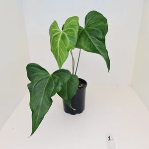 #1 Anthurium Macrolobium x