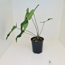 Load image into Gallery viewer, #1 Anthurium Macrolobium x