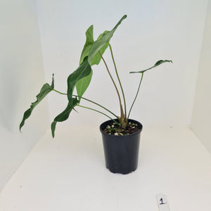 #1 Anthurium Macrolobium x