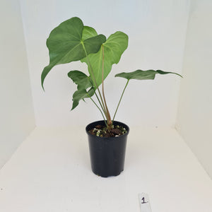 #1 Anthurium Macrolobium x