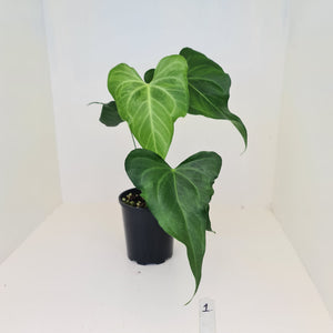 #1 Anthurium Macrolobium x