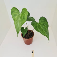 Load image into Gallery viewer, #2 Anthurium Macrolobium x