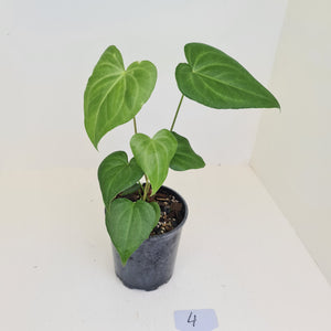 #4 Anthurium Macrolobium x - 2 heads