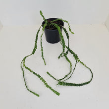 Load image into Gallery viewer, Huperzia Nummularifolia - New Guinea Flat Tassel