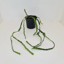 Load image into Gallery viewer, Huperzia Nummularifolia - New Guinea Flat Tassel