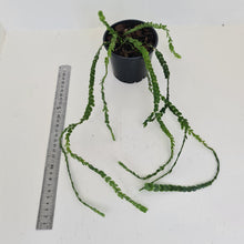 Load image into Gallery viewer, Huperzia Nummularifolia - New Guinea Flat Tassel