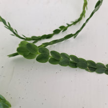 Load image into Gallery viewer, Huperzia Nummularifolia - New Guinea Flat Tassel