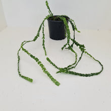 Load image into Gallery viewer, Huperzia Nummularifolia - New Guinea Flat Tassel