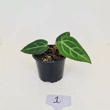 Load image into Gallery viewer, #1 Anthurium Magnificum Hybrid x - Seedling