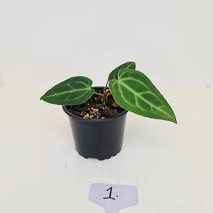 #1 Anthurium Magnificum Hybrid x - Seedling