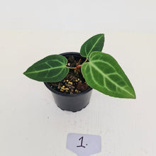 Load image into Gallery viewer, #1 Anthurium Magnificum Hybrid x - Seedling