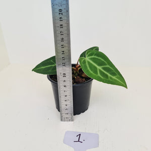 #1 Anthurium Magnificum Hybrid x - Seedling