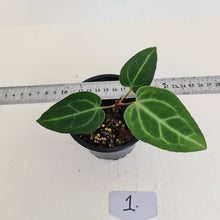 Load image into Gallery viewer, #1 Anthurium Magnificum Hybrid x - Seedling